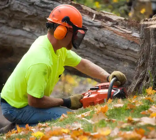 tree services Republic